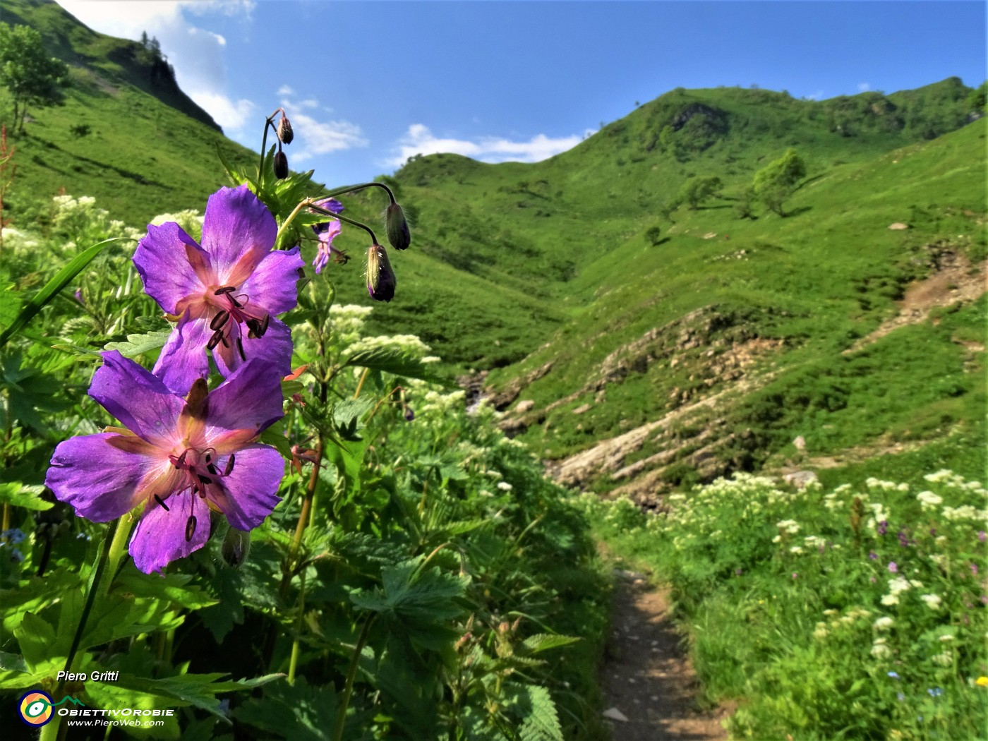 29 Geranyum paeum (Geranio stellato) sul sent. 219 salendo verdi pratoni fioriti.JPG